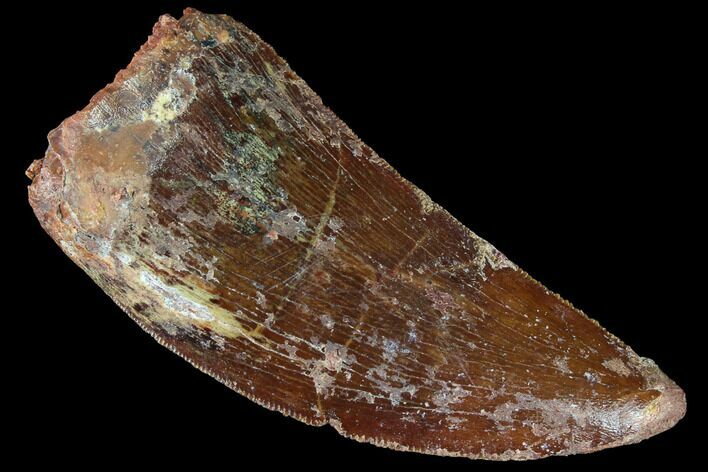 Serrated, Carcharodontosaurus Tooth - Real Dinosaur Tooth #85909
